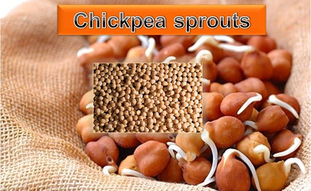 Chickpea Sprouts