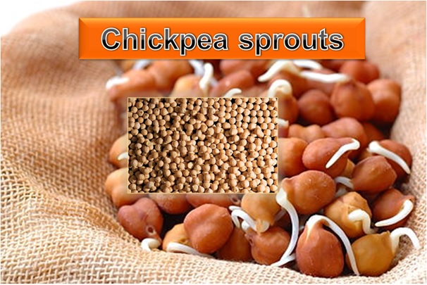 Chickpea Sprouts
