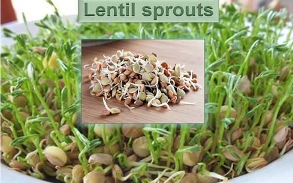 Lentil Sprouts