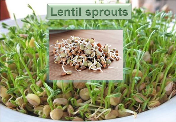 Lentil Sprouts