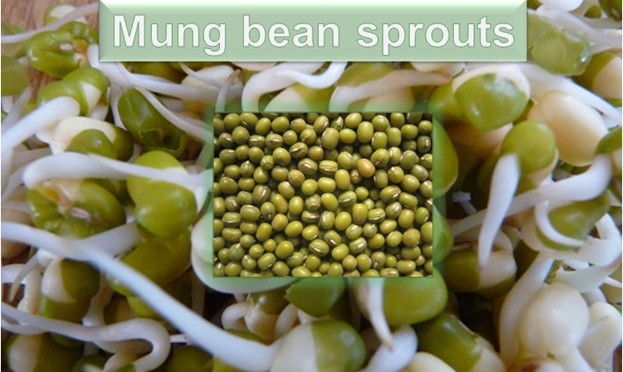 Mung Bean Sprouts