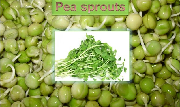 Pea Sprouts