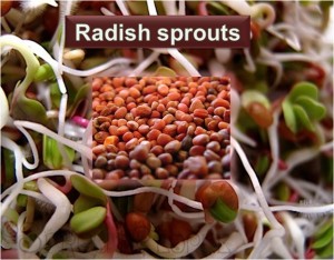 Raddish Sprouts