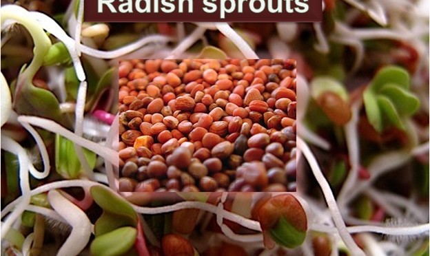 Raddish Sprouts