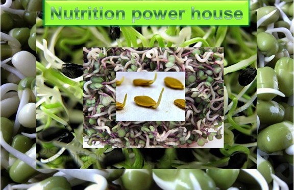 Seed Sprouts - Nutrition Power house