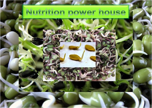 Seed Sprouts - Nutrition Power house
