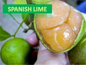 Spanish Lime