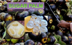 Sugar Palm