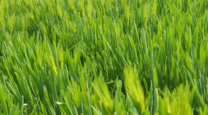 Health Benefits of Wheatgrass