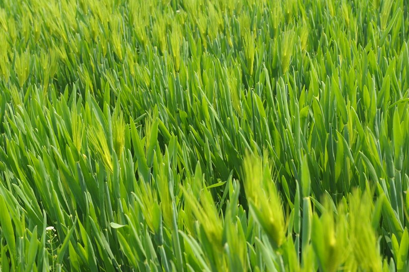 Health Benefits of Wheatgrass