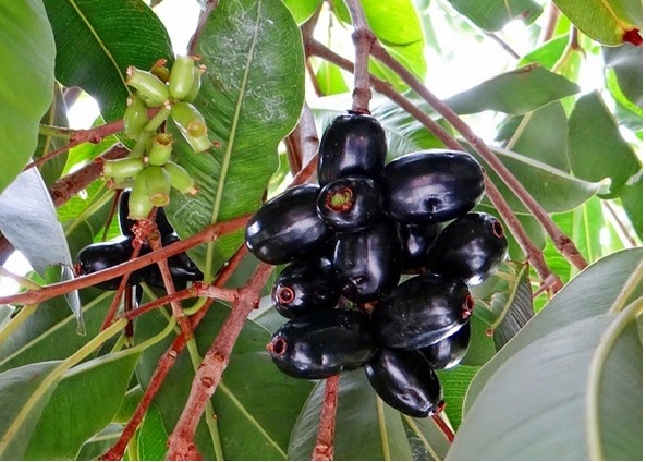 Benefits of Jamun (Jamboo)