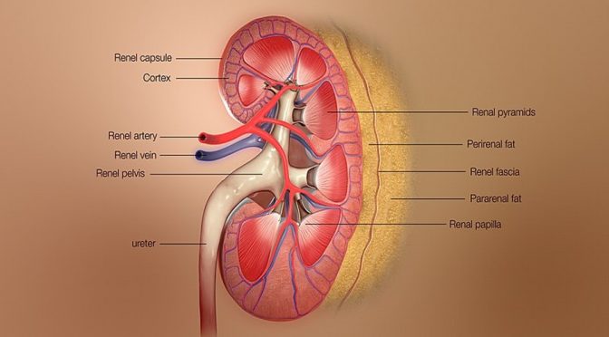 HELP YOUR KIDNEYS TO BE HAPPY & HEALTHY