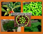 Herbs that help to calm mind