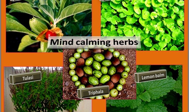 Herbs that help to calm mind