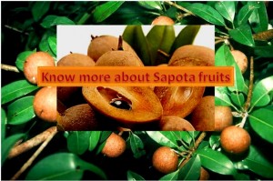 Wonderful fruit : SAPOTA (SAPODILLA, CHIKKOO)