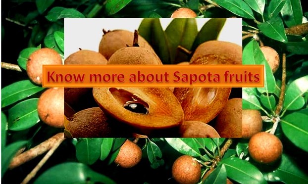 Wonderful fruit : SAPOTA (SAPODILLA, CHIKKOO)