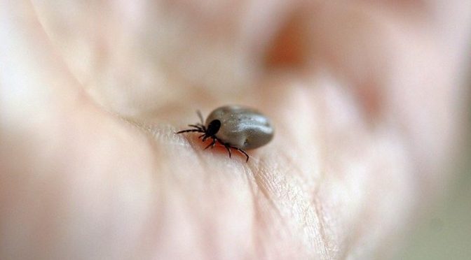 Tips to Control Ticks and Lyme disease