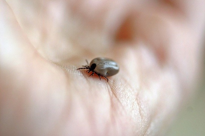 Tips to Control Ticks and Lyme disease