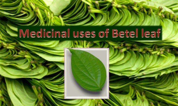 Home remedy: Medicinal uses of Betel leaf