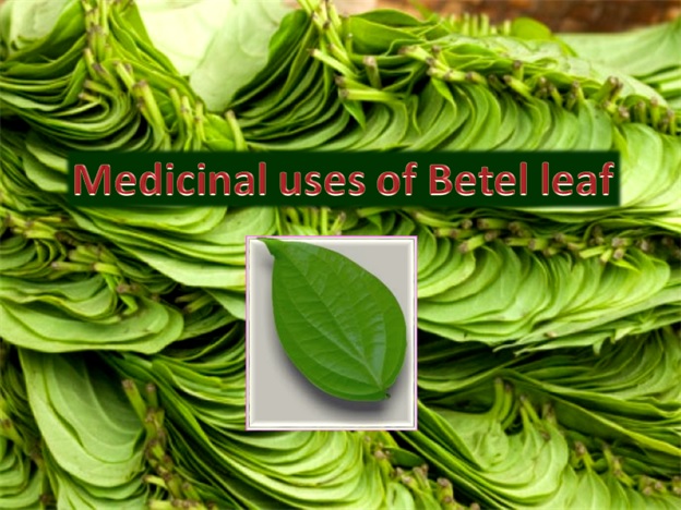 Home remedy: Medicinal uses of Betel leaf