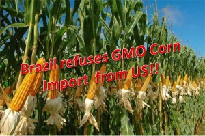 Brazil Refuses All Imports of U.S.- Grown Genetically-Modified Crops