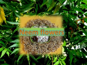 Neem Flowers