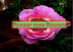 Paneer Rose Flower
