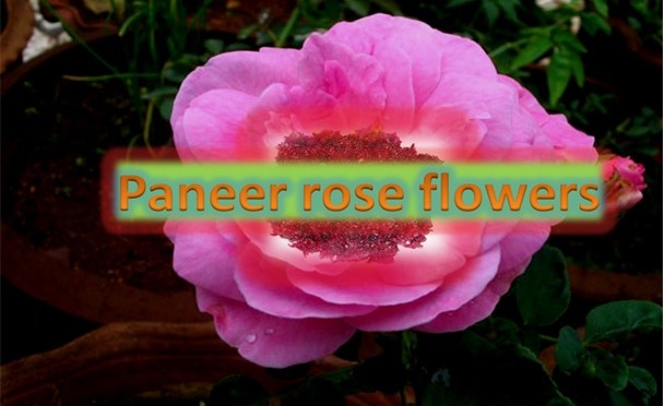 Paneer Rose Flower