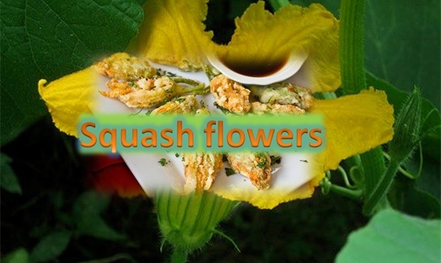 Squash Flowers