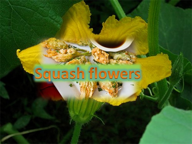 Squash Flowers