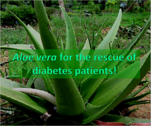 Aloe vera for diabetes