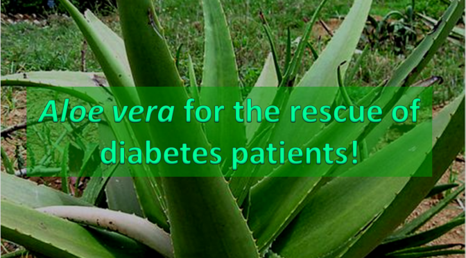 Aloe vera for diabetes