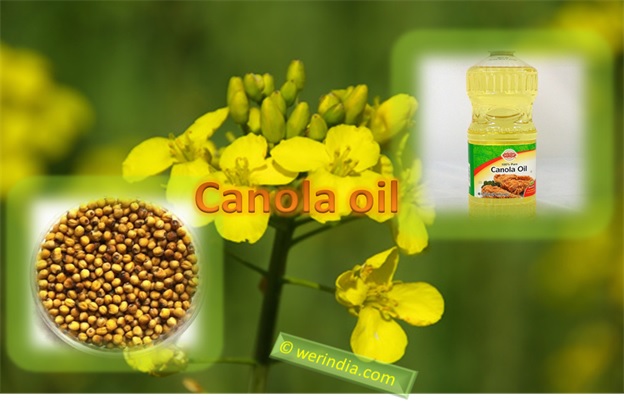 Canola Oil For Cooking