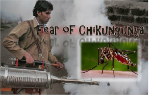 Fear of Chikungunya