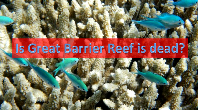 Barrier reef