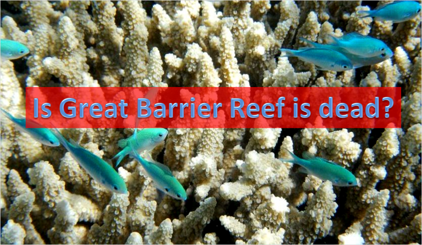 Barrier reef