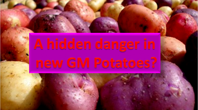 GM potatoes