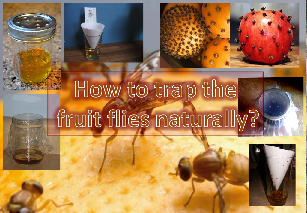 Get Rid Of Fruit Flies Archives - HealthyLife | WeRIndia