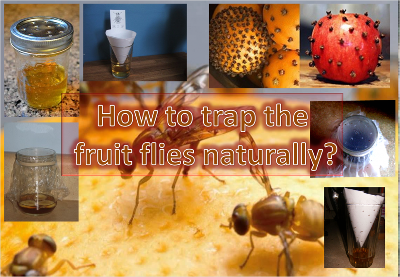 How To Trap Fruit Flies Naturally?