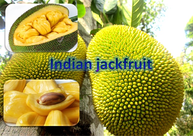 Indian Jackfruit