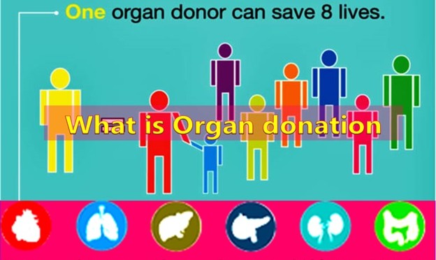 What is Organ Donation?