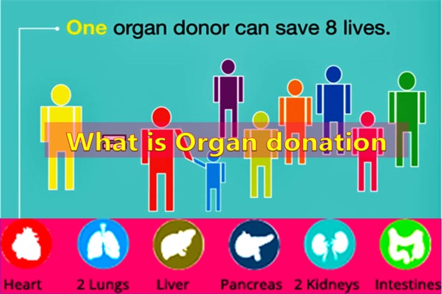 What is Organ Donation?