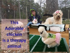 This Chicken in tutu is a therapy animal