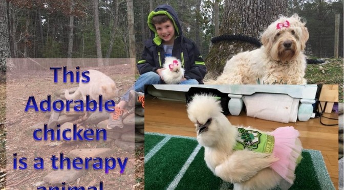 This Chicken in tutu is a therapy animal