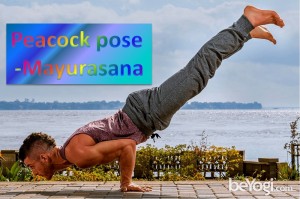 Mayurasana - Peacock pose