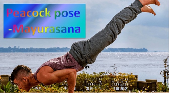 Mayurasana - Peacock pose