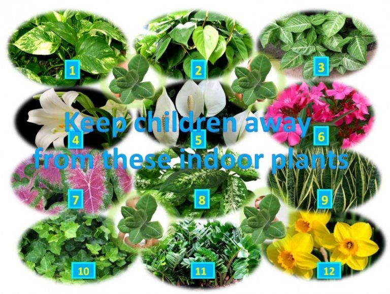 Poisonous Indoor Plants & Kids Safety HealthyLife