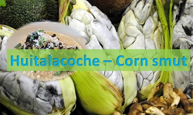 Huitalacoche - Corn Smut