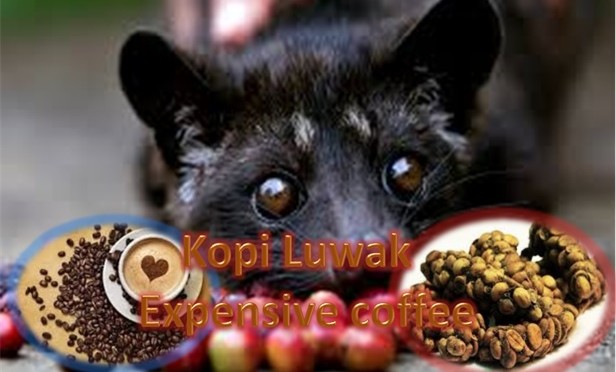 Kopi Luwak - The Most Expensive Coffee