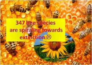 Bee Species are spiraling towards extinction